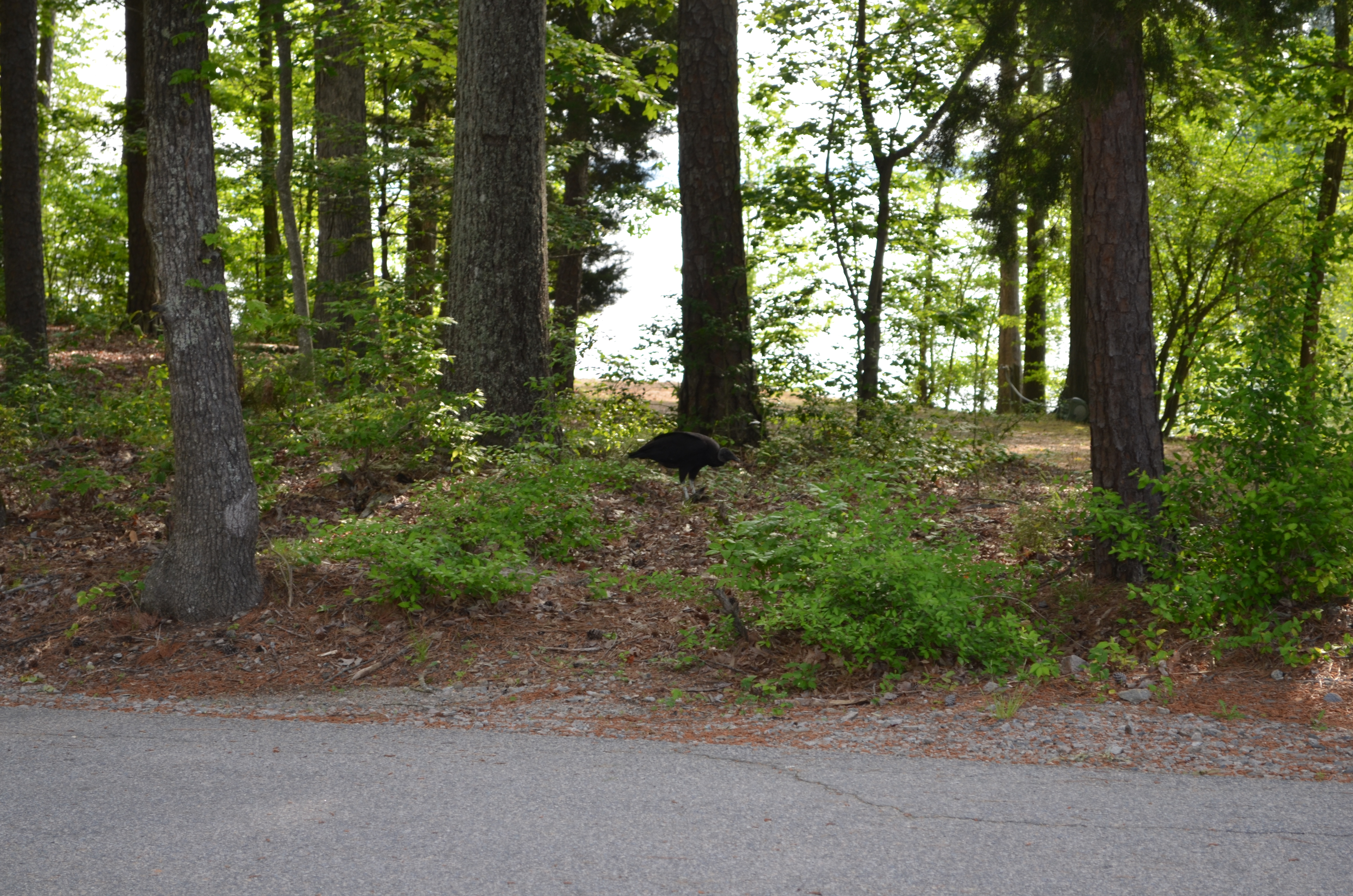 ./2016/09 - Kerr Lake/EDSC_0009.JPG